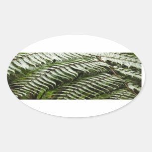 Fern Fronds II Dark Green Nature Oval Sticker