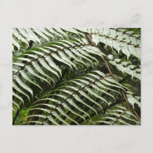 Fern Fronds II Dark Green Nature Postcard
