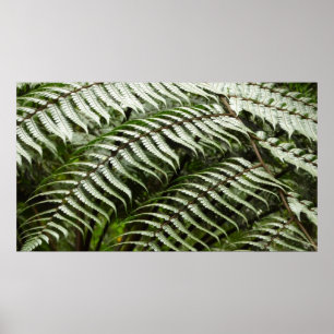 Fern Fronds II Dark Green Nature Poster