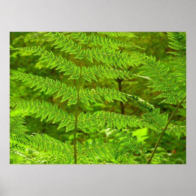 Fern Fronds III Green Nature Botanical Poster (Front)
