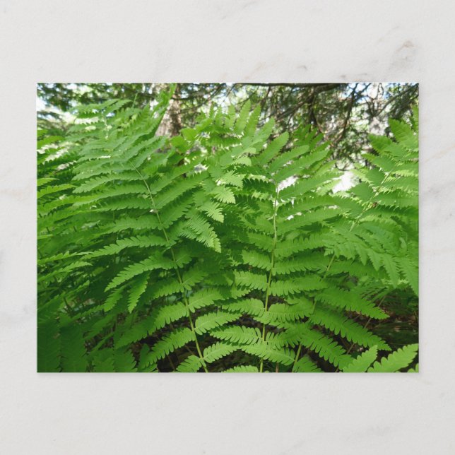 Fern Fronds IV Green Nature Botanical Postcard (Front)