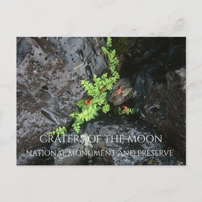 Fern Growing in Lava Rock, Craters of the Moon Postcard (Front)