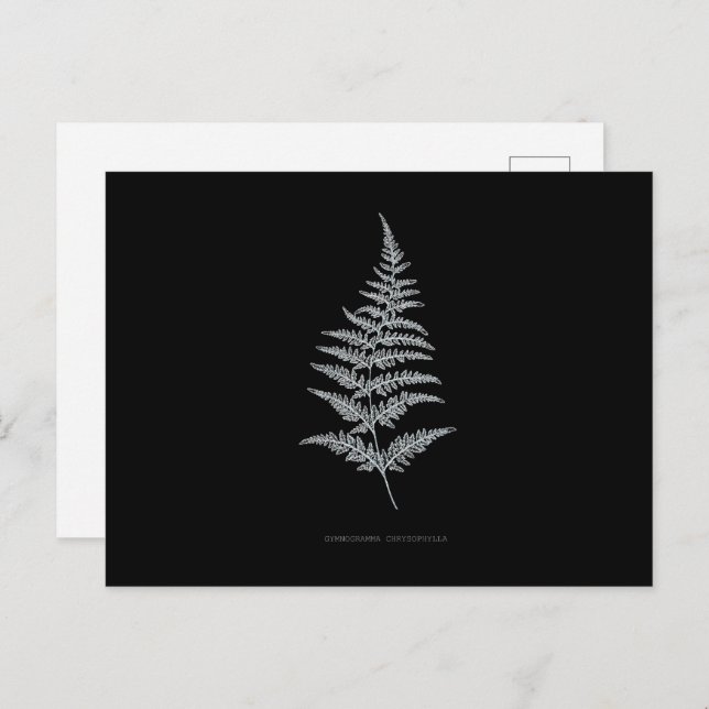 Fern - Gymnogramma Chrysophylla. X-ray effect – 01 Postcard (Front/Back)