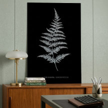 Fern - Gymnogramma Chrysophylla. X-ray effect – 01