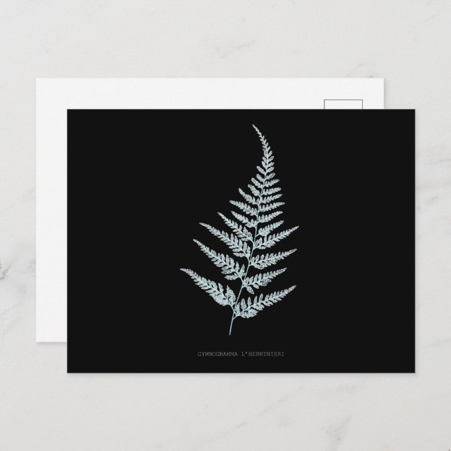 Fern - Gymnogramma L’herminieri. X-ray effect – 05 Postcard (Front/Back)