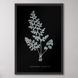 Fern - Gymnogramma Leptophylla - X-ray effect – 04 Photo Print
