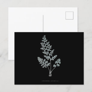 Fern - Gymnogramma Leptophylla - X-ray effect – 04 Postcard