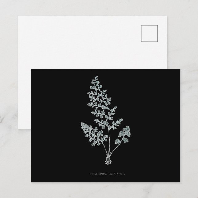 Fern - Gymnogramma Leptophylla - X-ray effect – 04 Postcard (Front/Back)