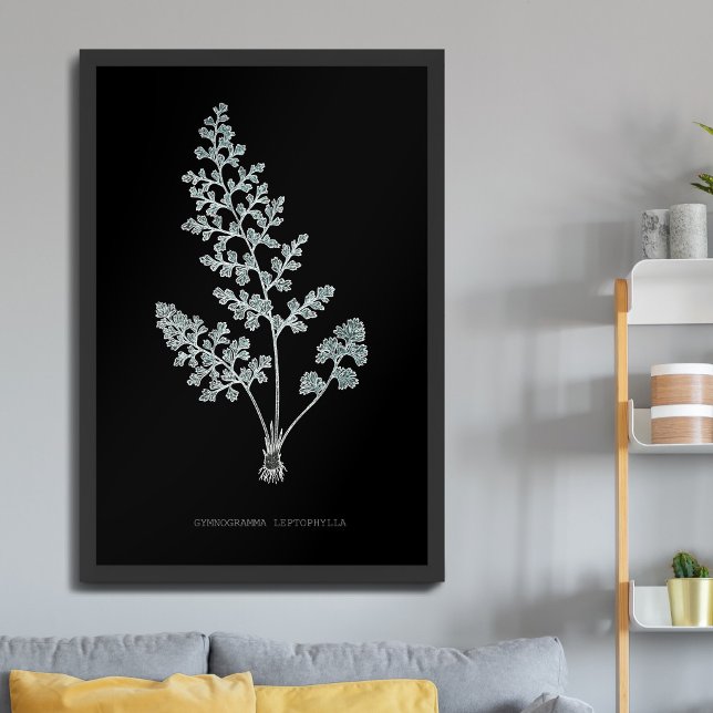 Fern - Gymnogramma Leptophylla - X-ray effect – 04 Poster (Creator Uploaded)