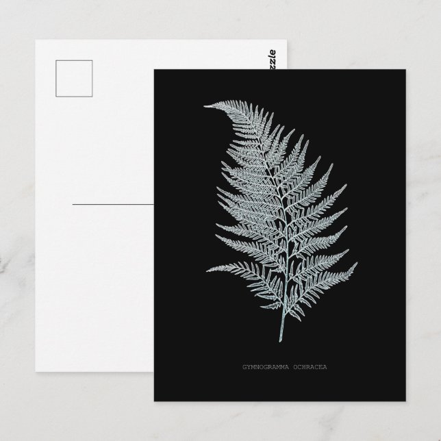 Fern - Gymnogramma Ochracea - X-ray effect - 02 Postcard (Front/Back)