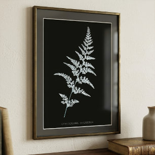 Fern - Gymnogramma Sulphurea - X-ray effect - 03 Photo Print