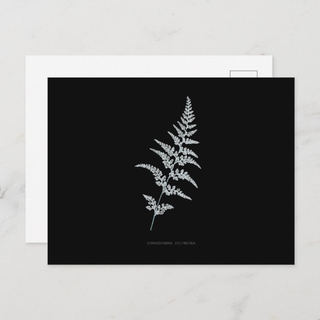 Fern - Gymnogramma Sulphurea - X-ray effect - 03 Postcard (Front/Back)