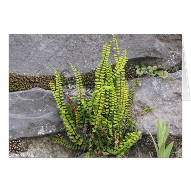 Fern in rock wall, Galway, Ireland (Front Horizontal)