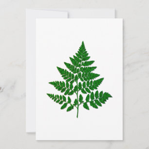 Fern leaf