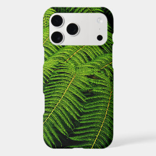 Fern Leaves
