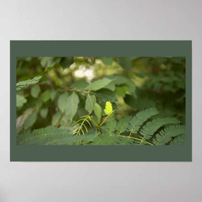 Fern Leaves Photo Poster (Front)