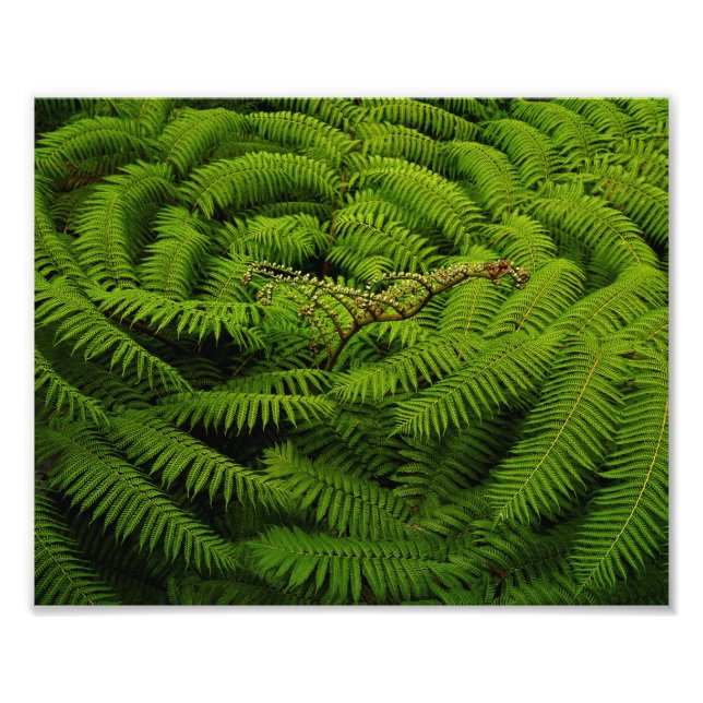Fern Leaves Portrait Photo Print (Front)