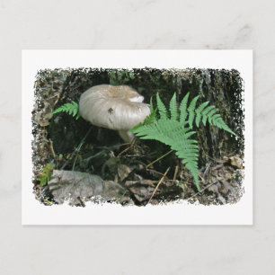 Fern & Mushroom at Stump Coordinating Items Postcard