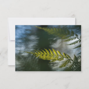 Fern Nature Photo Cards