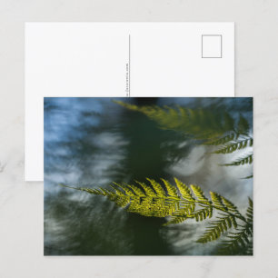 Fern Nature Photo Postcard