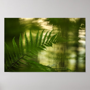 Fern Nature Photo Poster