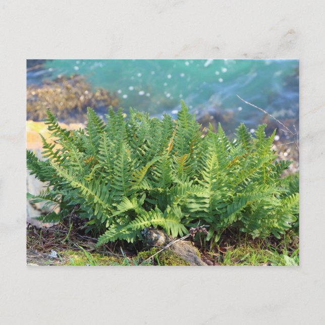 Fern near the sea postcard (Front)