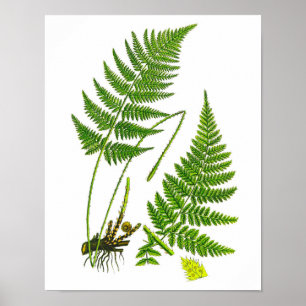 Fern No 10 Home Decor Print
