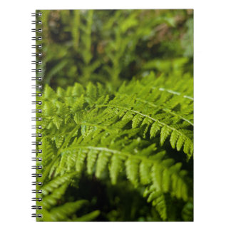 fern notebook