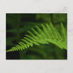 Fern P6597 Postcard