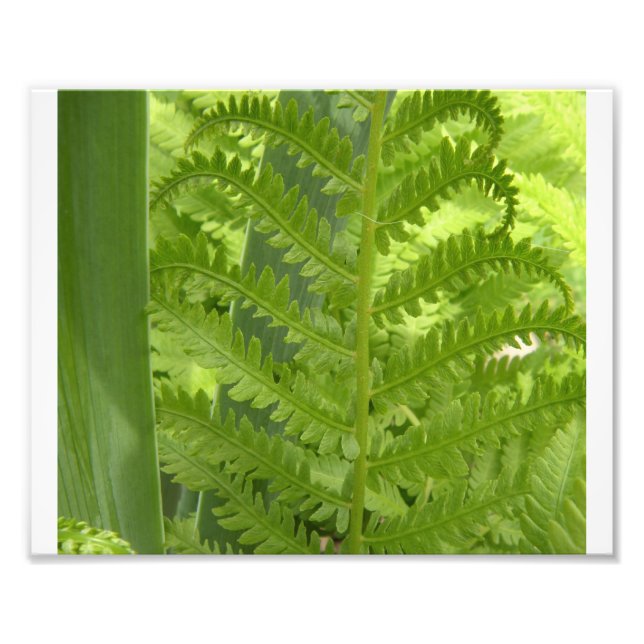 Fern Photo Print (Front)