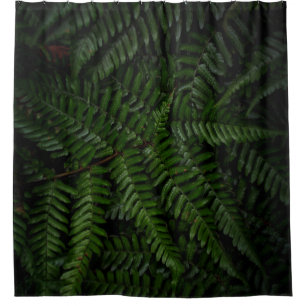 Fern plant