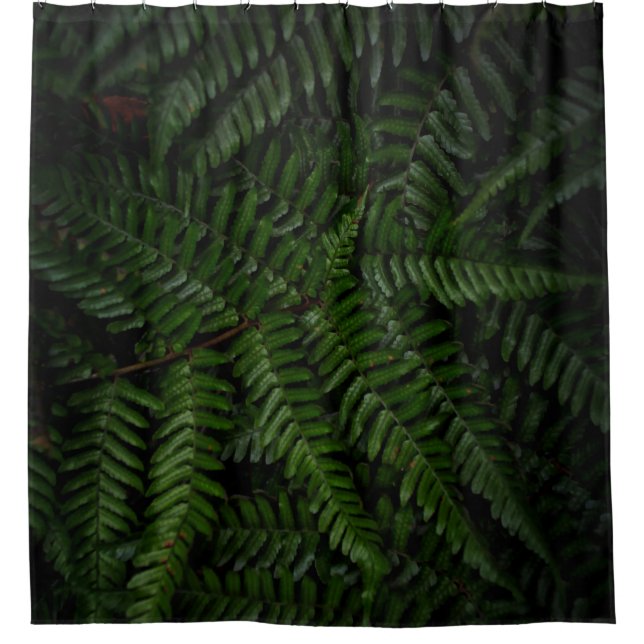 Fern plant (Front)