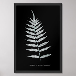 Fern - Polypodyum Fraxinifolium - X-ray effect -08 Photo Print