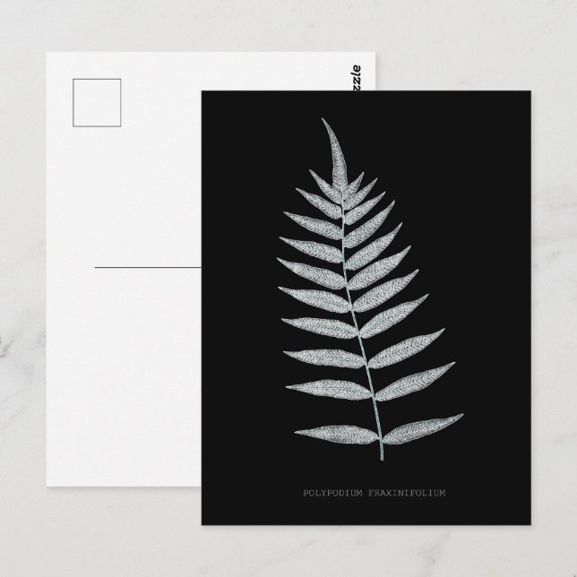 Fern - Polypodyum Fraxinifolium - X-ray effect -08 Postcard (Front/Back)