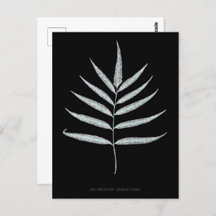 Fern - Polypodyum Grandidens - X-ray effect - 10 Postcard