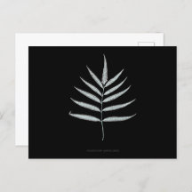 Fern - Polypodyum Grandidens - X-ray effect - 10