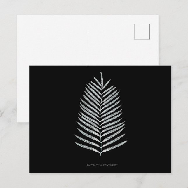 Fern - Polypodyum Henchmanii - X-ray effect - 07 Postcard (Front/Back)