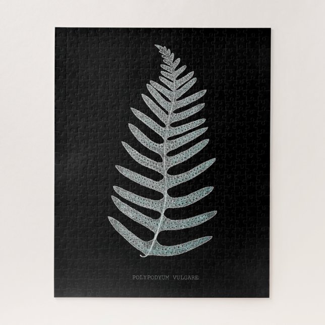 Fern - Polypodyum Vulgare - X-ray effect - 09 Jigsaw Puzzle (Vertical)