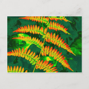 Fern Postcard