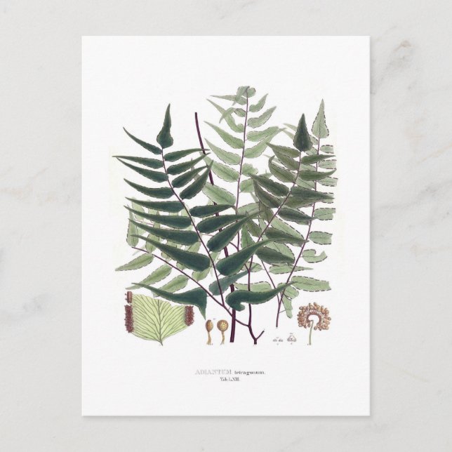 Fern Postcard (Front)