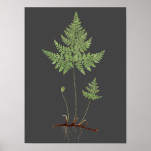 Fern, Poster