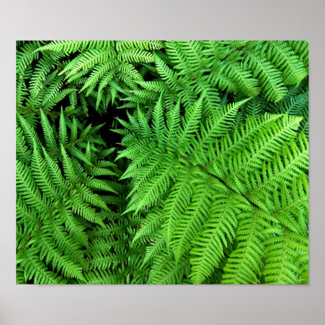 Fern Poster (Front)