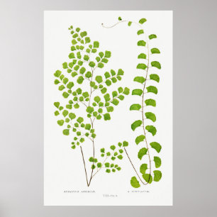 Fern Poster