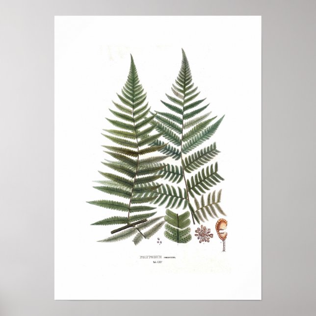Fern Poster (Front)
