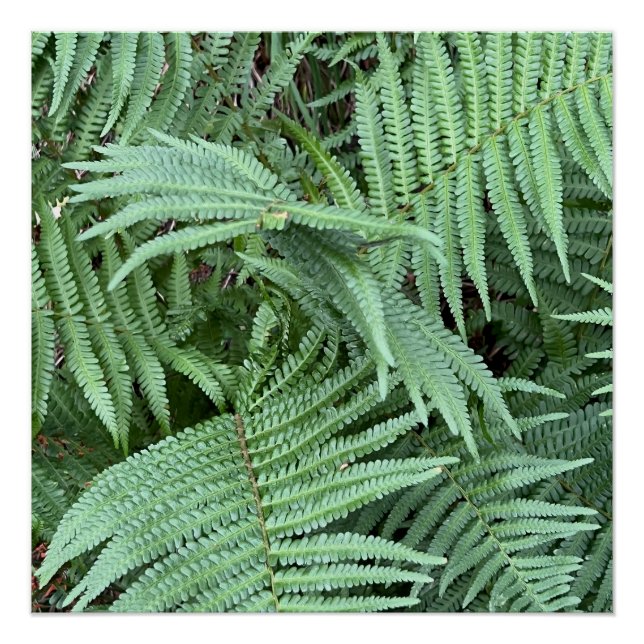 Fern Poster Print (Front)