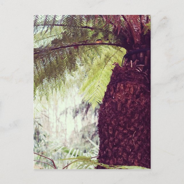 Fern Rainforest Postcard (Front)