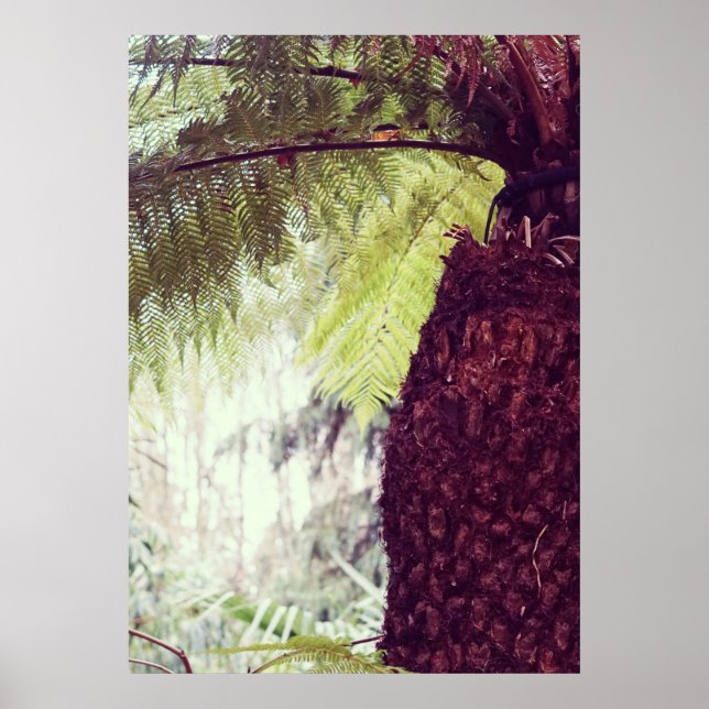Fern Rainforest Poster (Front)