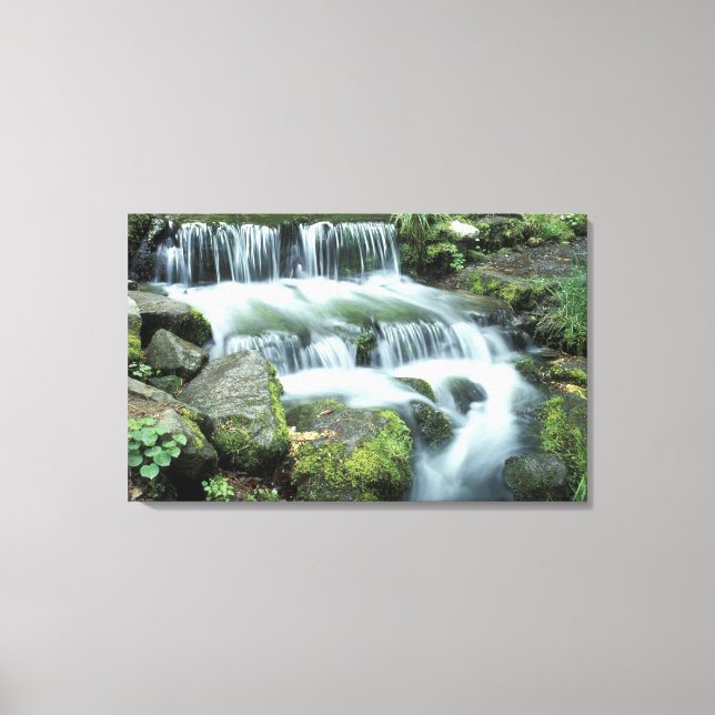 Fern Spring, Yosemite National Park Canvas Print (Front)