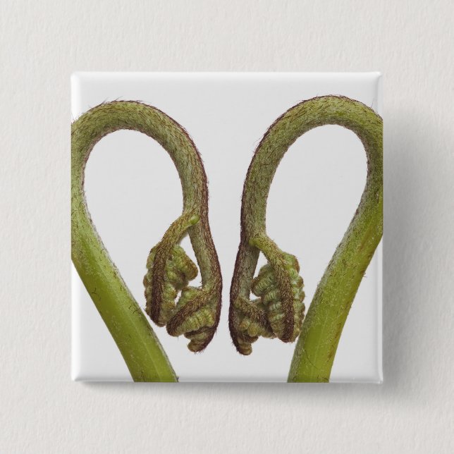 Fern sprouts 2 2 inch square button (Front)