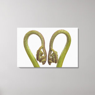 Fern sprouts 2 canvas print